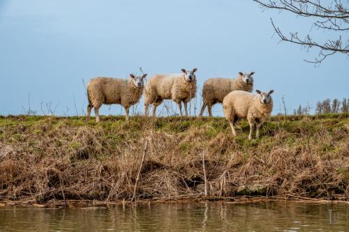 Nieuwsgierige schapen 